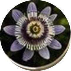 Flor de passiflora, ingrediente de Pro Oxcell