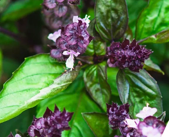 Albahaca, uno de los extractos de Pro Diureck